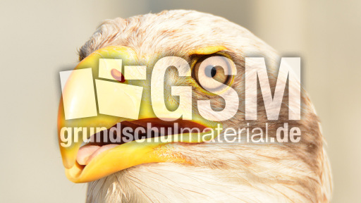 Weißkopf-Seeadler (21).jpg